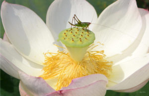 Grasshopper on a lotus